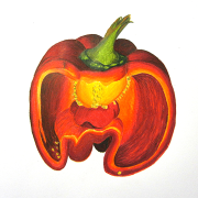 Farbstiftzeichnung-Kunstschule-Ireneschuh, Kunstschulefrankfurt-Atelierireneschuh, Paprika, Zeichenkurs-Kunstschule-ffm